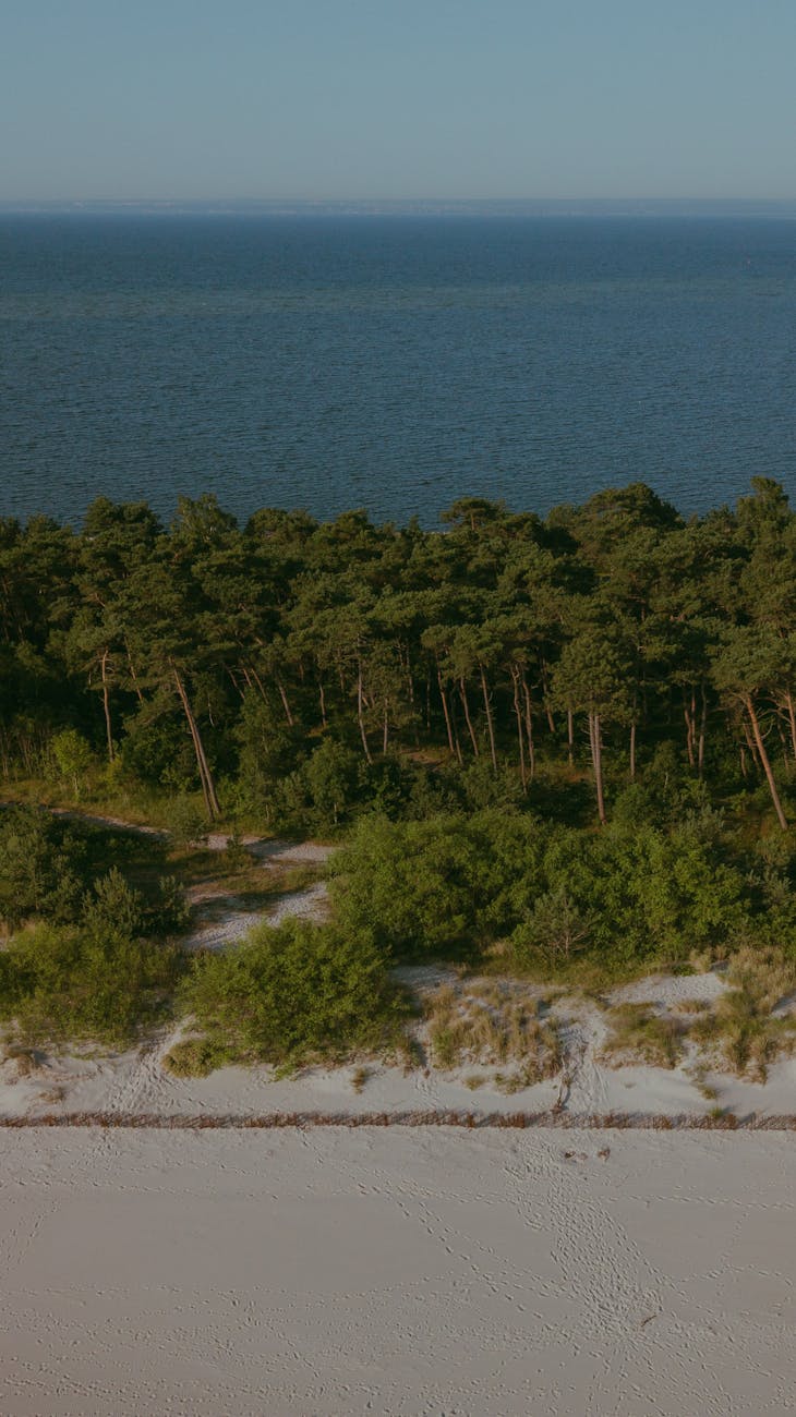 Piaszczysta plaża na Półwyspie Helskim z lasem